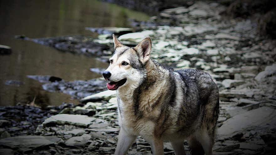 голяма ловджийска хрътка, вълк, животно, куче, Saarloos Wolfdog, дивата природа, гора