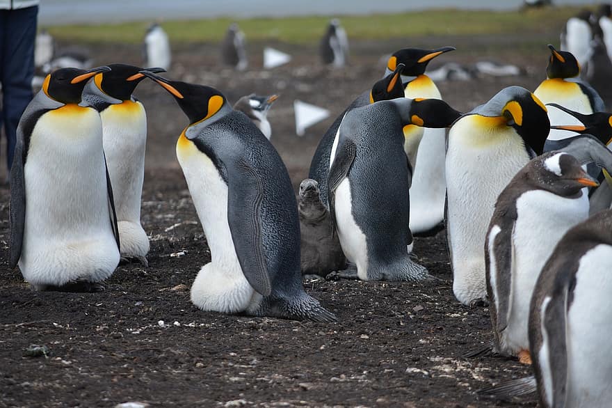 пингвини, Фолкландските острови, гнездо, остров, пиленца, див