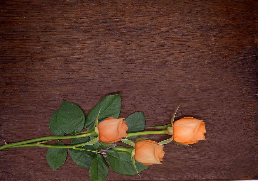 розы, цветы, дерево, оранжевые розы, оранжевые цветы, День святого Валентина, день матери, деревянная доска, лист, цветок, свежесть