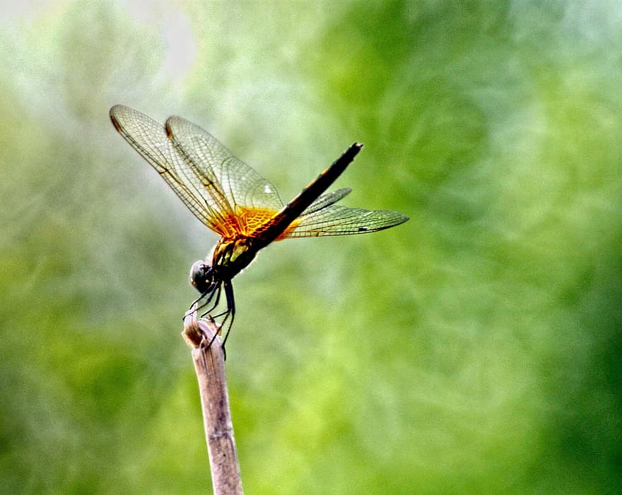 Dragonfly, Insect, Macro, Wings, Dragonfly Wings, Winged Insect, Odonata, Anisoptera, Entomology, Fauna, Nature
