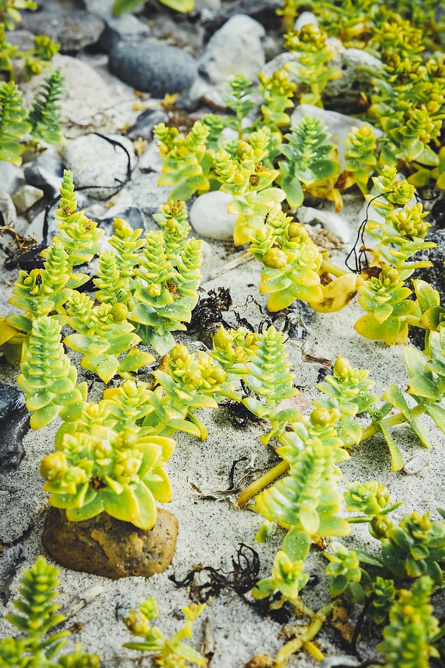 Honckenya, растения, песок, Морская песчанка, листья, зеленый, суккуленты, природа, пляж, камни