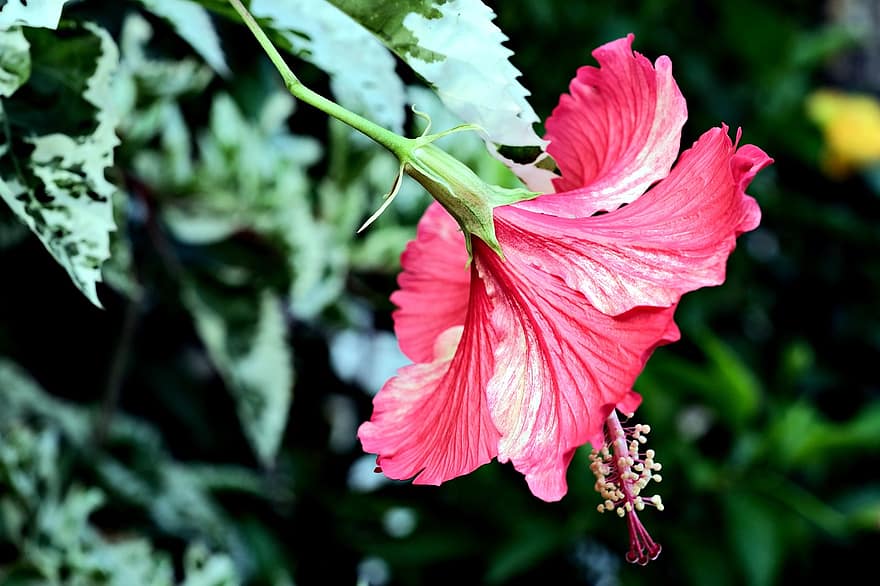 hibisco, flor, planta, flor roja, pétalos, floración, flora, naturaleza, de cerca, hoja, verano