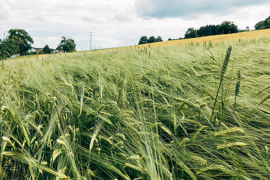 ライ麦、フィールド、穀物、農業、小麦、収穫、夏、農家、粒、自然、工場