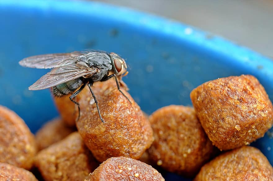 fly, insekt, vinger, ben, spiser, kattemat, nærbilde, makro, mat, honning, Bie