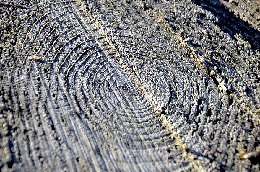 Wood, Tree, Annual Rings, Wooden, Texture, pattern, backgrounds, close-up, abstract, forest, old