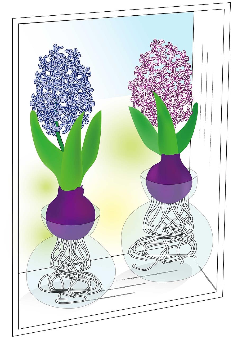 hiacintes, pavasarī, ziedi