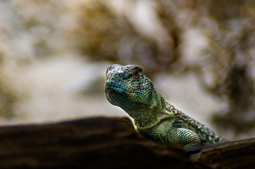 Lizard, Reptile, Animal, Scale, Animal World, Close Up, Dragon, Nature, Creature, Green, Scaly