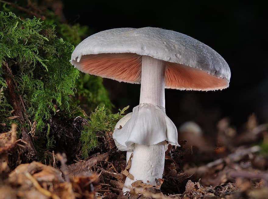 гриб, грибок, губка, дикий гриб, лес, живая природа, ботаника, садоводство