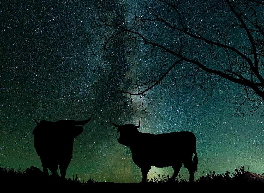 Natura, Astrologia Nieba, galaktyka, wszechświat, gwiazdy, przestrzeń, noc, krowy, hodowla, preria, wyścig