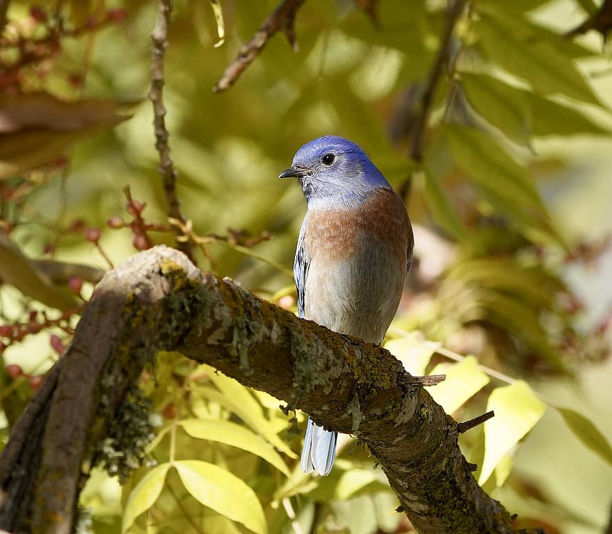 mėlynas paukštis, paukštis, filialas, sėdi, Vakarų bluebirdas, gyvūnas, laukinės gamtos, laukiniai, pobūdį, Iš arti, mėlyna