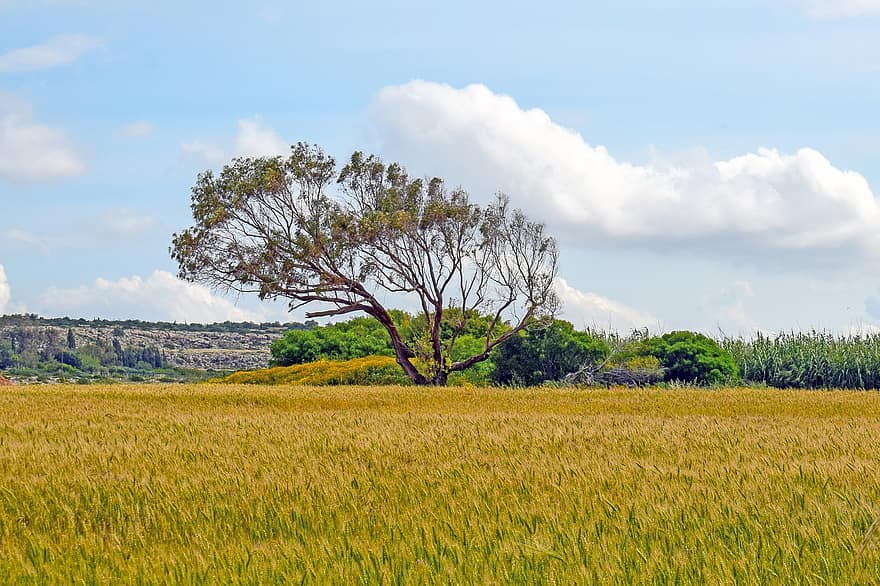 Field, Tree, Barley, Agriculture, Landscape, Scenery, Ayia Napa, Cyprus, rural scene, grass, meadow
