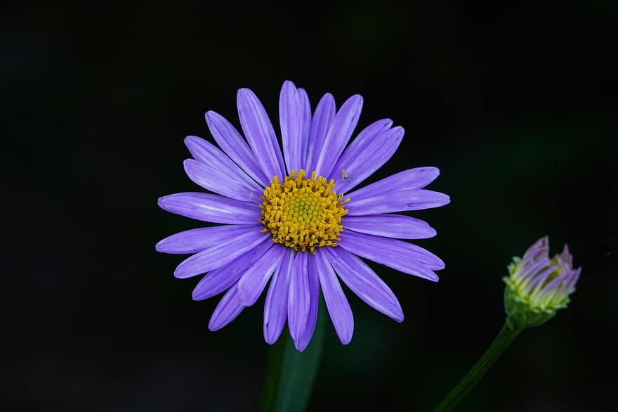 Daisy, gėlė, violetinė gėlė, pumpurai, žiedlapių, violetinės žiedlapės, žydi, žiedas, flora, augalų, wildflower