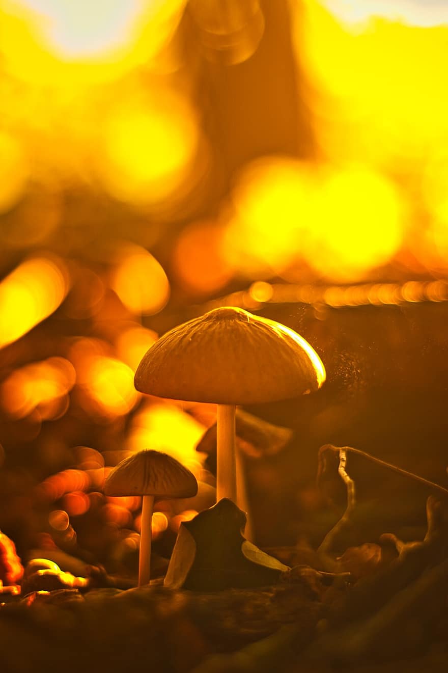Mushrooms, Forest, Sunset, Toadstools, Fungi, Nature, Closeup