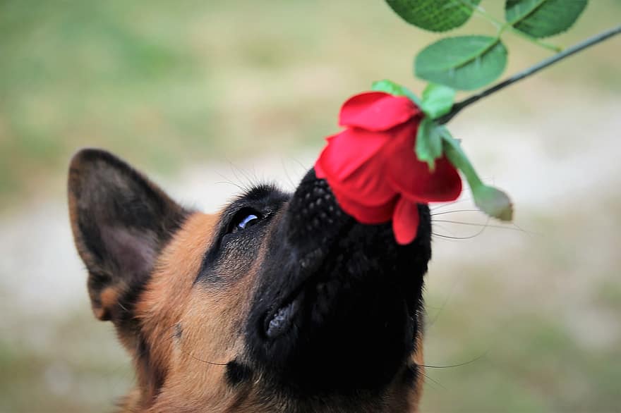 czerwona róża, pies, Owczarek niemiecki, wąchanie, zwierzę domowe, pies domowy, psi, ssak, zwierzę