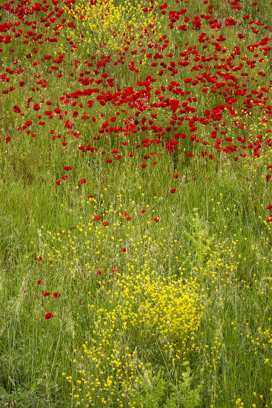 червени цветя, цветя, ливада, Кастория, Гърция, природа, цвете, трева, лято, растение, селска сцена