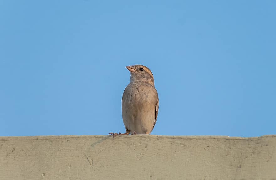 Sparrow, Bird, Animal, Wildlife, Sperling, Plumage, Beak, Perched