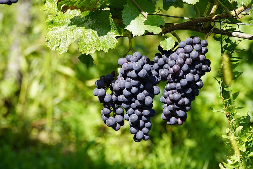 anggur, buah-buahan, makanan, segar, sehat, matang, organik, manis, menghasilkan, panen, pertanian