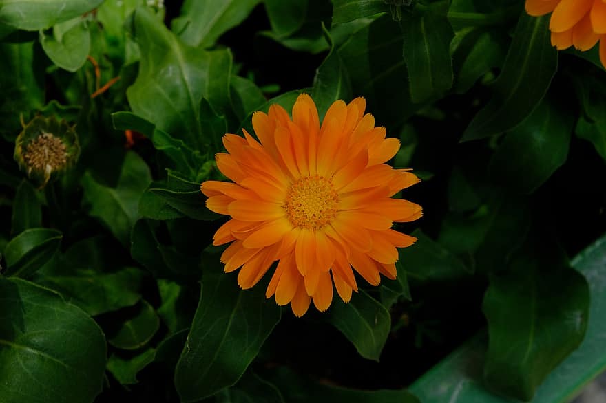 цвете, оранжев цвете, градина, флора, природа, растение, едър план, лято, жълт, венчелистче, листо