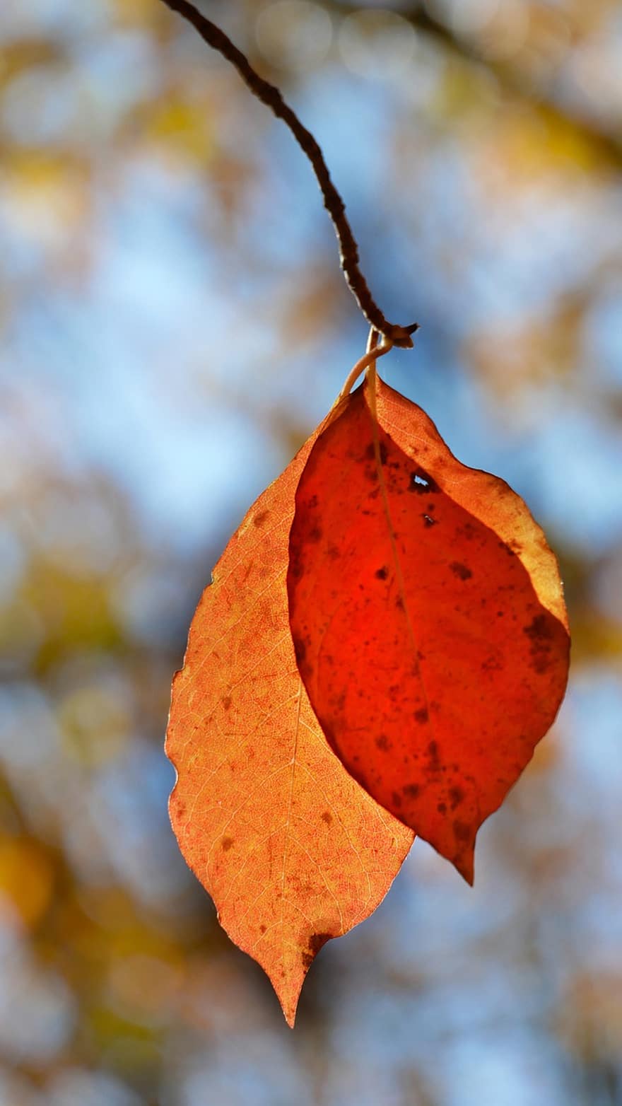 podzim, červené listy, listy, Příroda, list, žlutá, sezóna, strom, detail, les, zářivé barvy