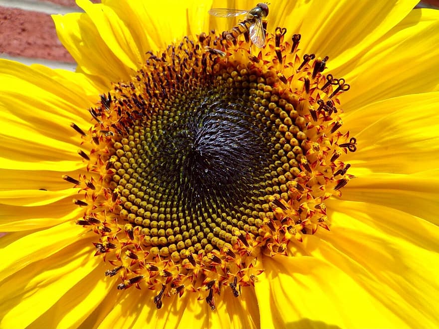 ひまわり、花、花びら、蜂、受粉、花粉媒介者、種、咲く、花粉