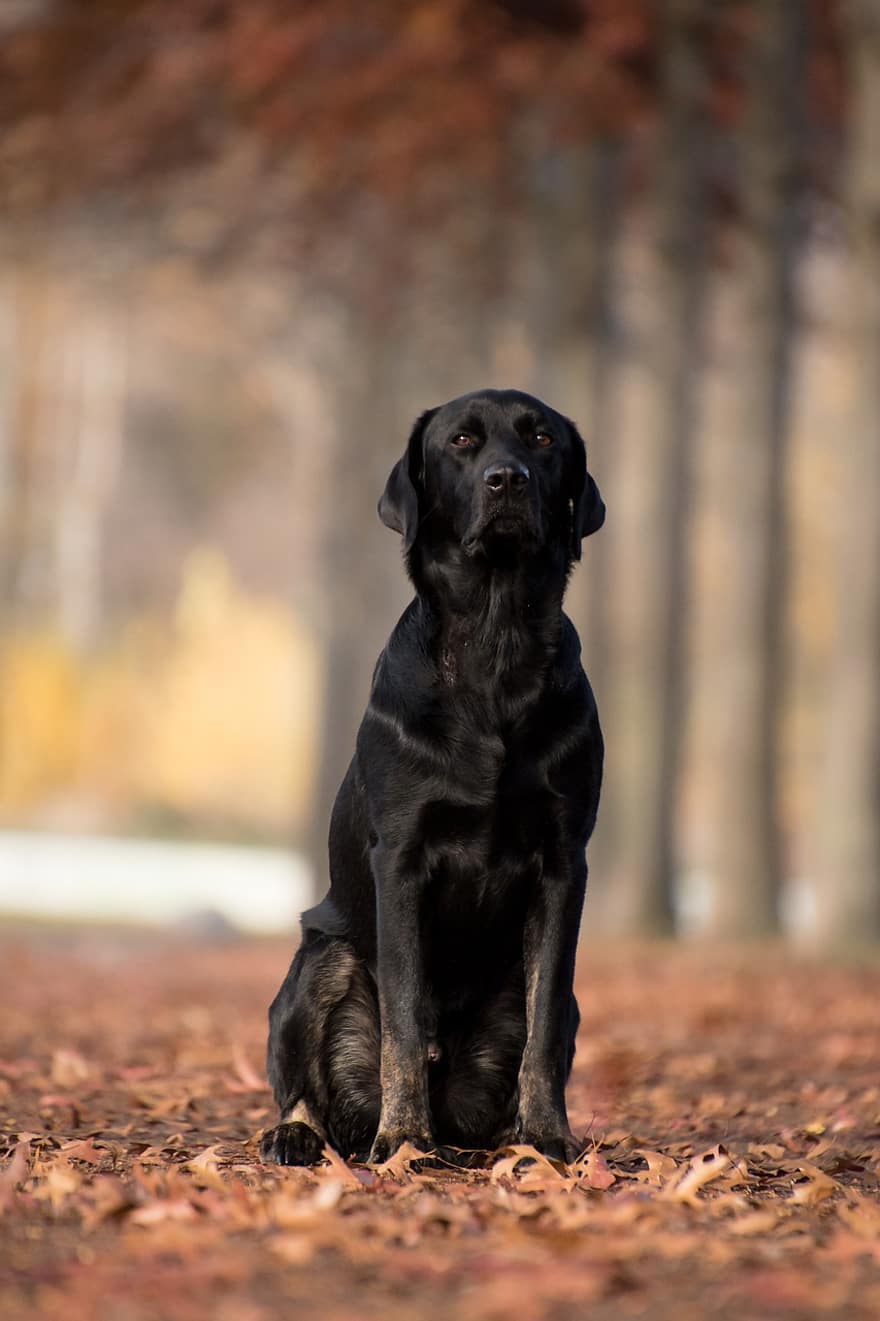 ラブラドール・レトリバー、犬、座っている、屋外、ペット、黒い犬、ラブラドール、動物、哺乳類、飼い犬、犬歯