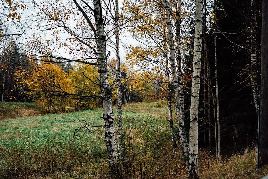 arboles, campo, hojas, follaje, abedul, otoño, naturaleza, paisaje, Koivu, Finlandia, vistoso