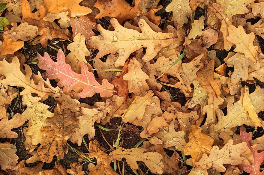 efterår, blade, natur, blad, sæson, baggrunde, gul, oktober, multi farvet, tæt på, tør