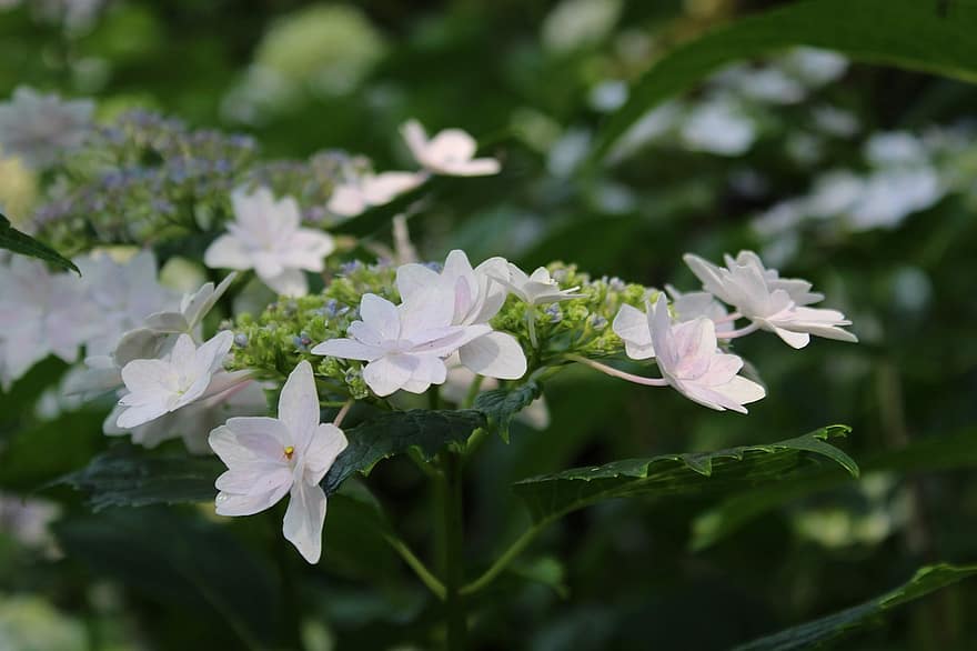 hortenzia, esős évszak, június, fehér hortenzia, fehér virág, virágok