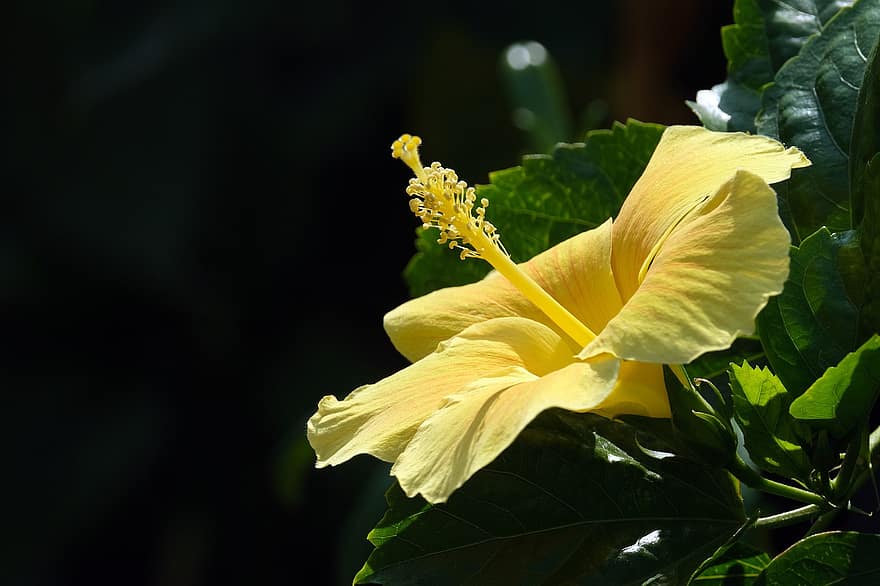 ibisco, fiore, pianta, fiore giallo, petali, pistillo, fioritura, le foglie, natura