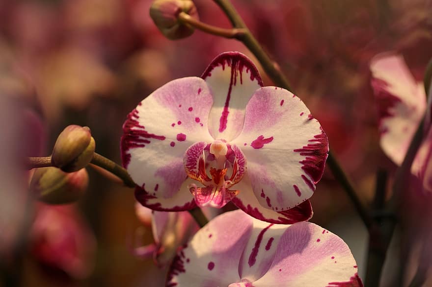 цветя, орхидея, разцвет, ботаника, цвят, природа, листенца, флора, Phalaenopsis, едър план, растение