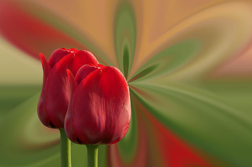 tulipes, vermell, flor, flors, primavera
