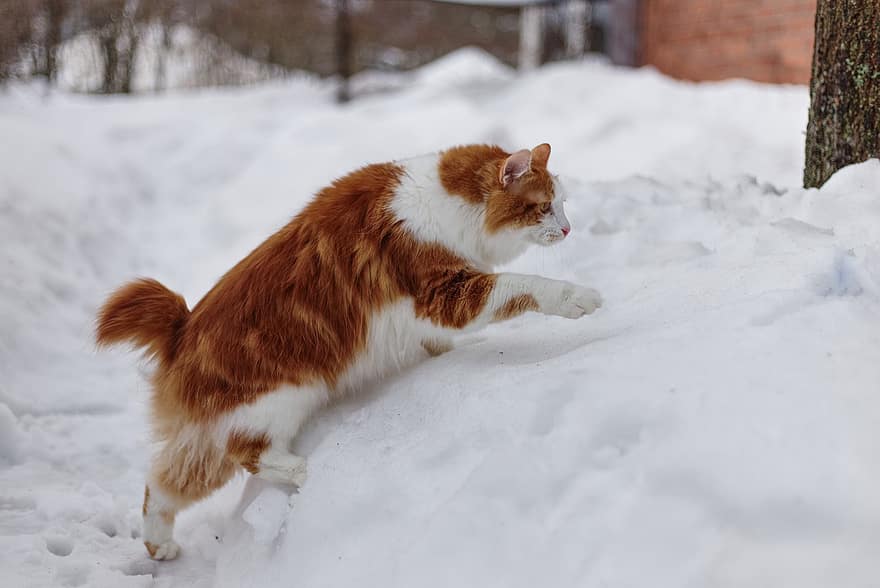 kurilian bobtail, katė, sniegas, žiemą, pobūdį, žinduolių, naminių gyvūnėlių, pūkuotas, kailinė katė, kačių, vidaus