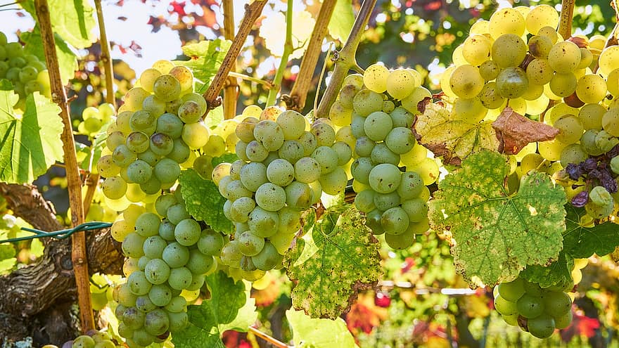 vaisiai, vynuogės, ekologiškas, sveikas, Vynuogė, Žemdirbystė, lapai, vynuogynas, šviežumas, augimą, žalia spalva