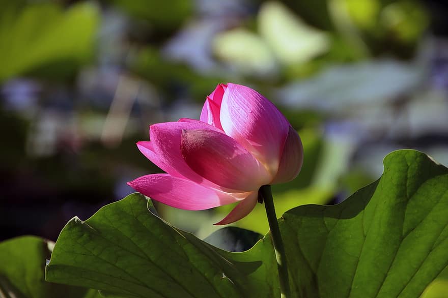 Flower, Lotus, Water Lily, Aquatic Plant, leaf, plant, flower head, petal, close-up, summer, botany