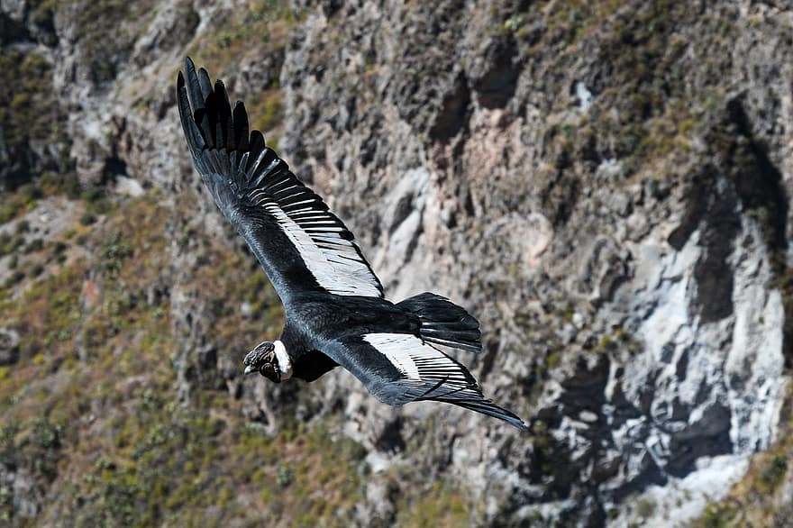 condor, fugl, flying, dyr, dyreliv, mannlig fugl, vinger, fjærdrakt, sår, natur, colca canyon