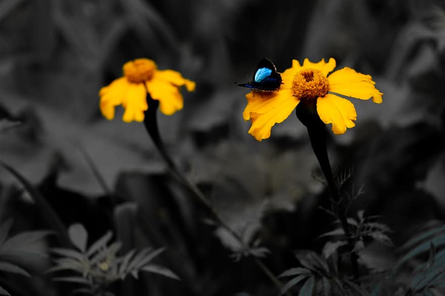 sommerfugl, gule blomster, eng, natur, have, blomst, tæt på, plante, gul, sommer, insekt