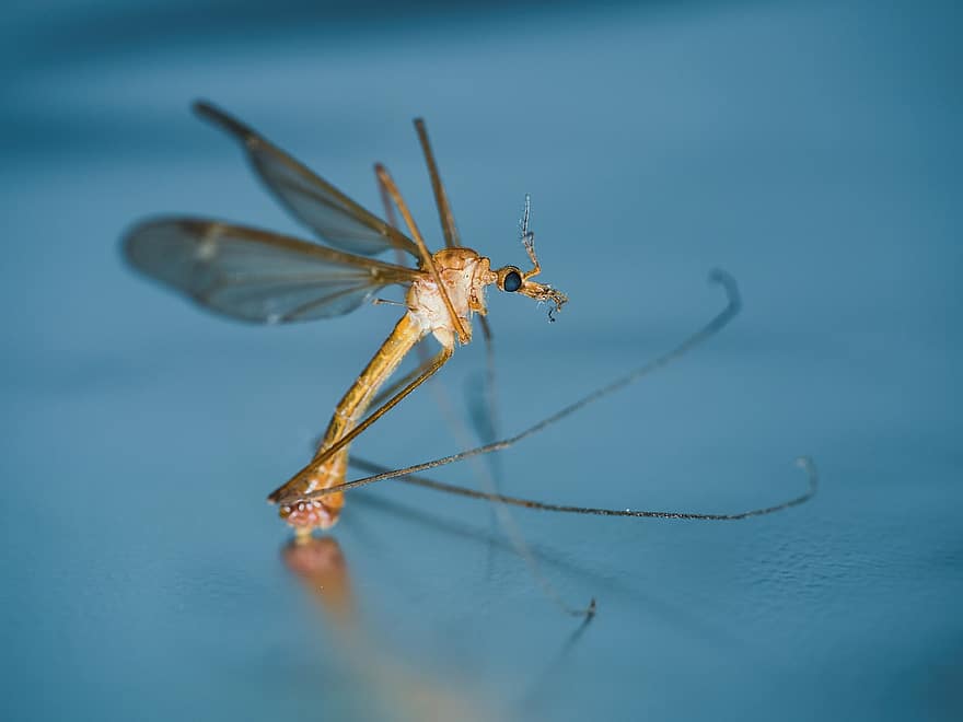 mosquito, insecto, alas, naturaleza