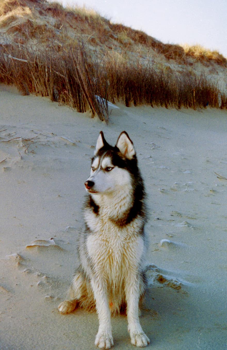 Husky siberiano, cane, animale domestico, canino, rauco, spiaggia, animale, pelliccia, grugno, mammifero, ritratto di cane