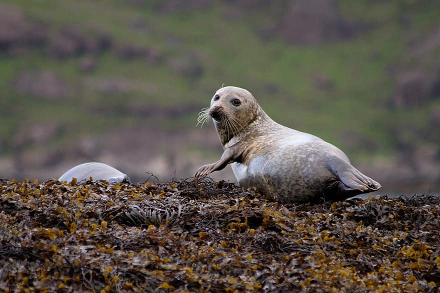 zeehond, dier, dieren in het wild, gemeenschappelijke zegel, zoogdier, zeezoogdier, fauna, natuur, innerlijke hebrides, Isle of Skye, Skye