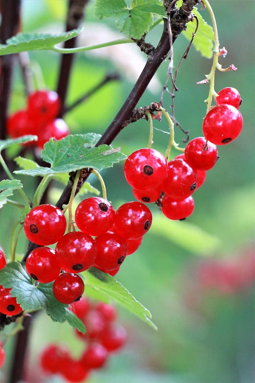Red Currant, Fruit, Currant, Summer, Berries, Mature, Vitamins, Garden, Sour, Healthy, Nature