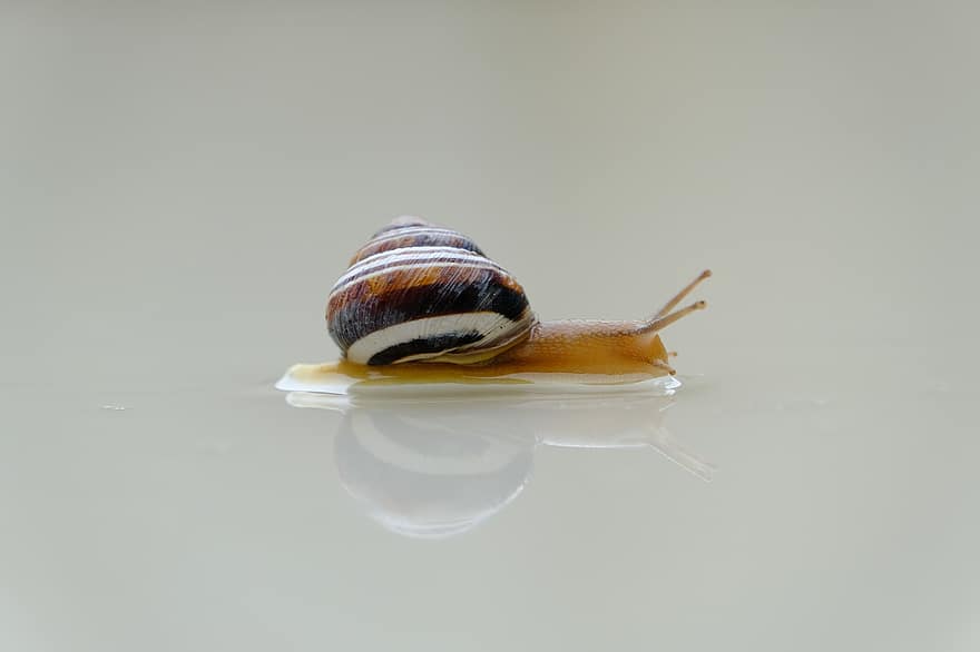 Snail, Shell, Reflection, Mirroring, Mollusk, Gastropod, Snail Shell, Animal, Animal World, Probe, Mucus