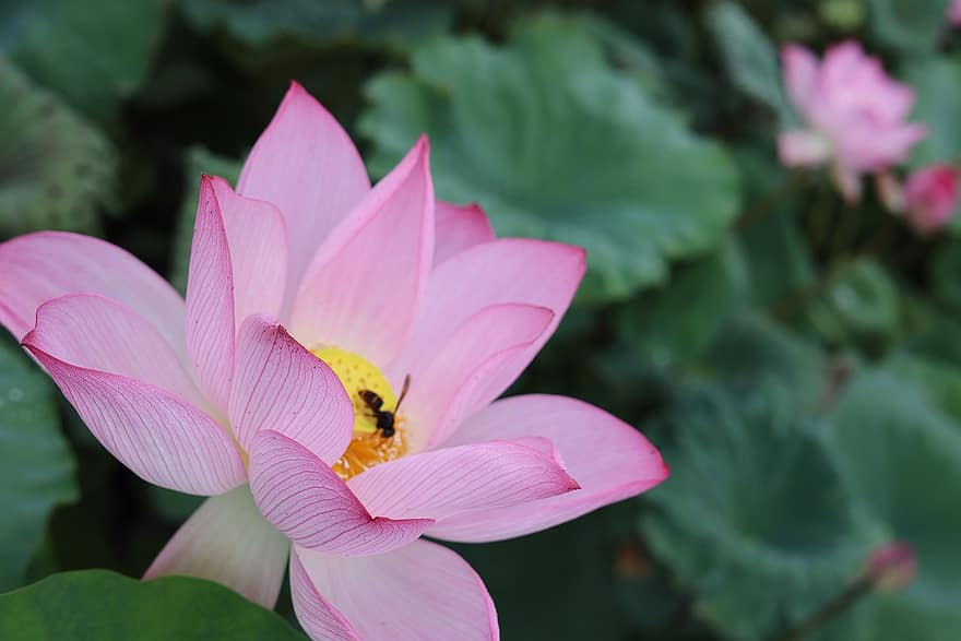 lotus, çiçek, bitki, pembe çiçek, yaprakları, Çiçek açmak, bal arısı, böcek, suda yaşayan bitki, gölet, Yaprak