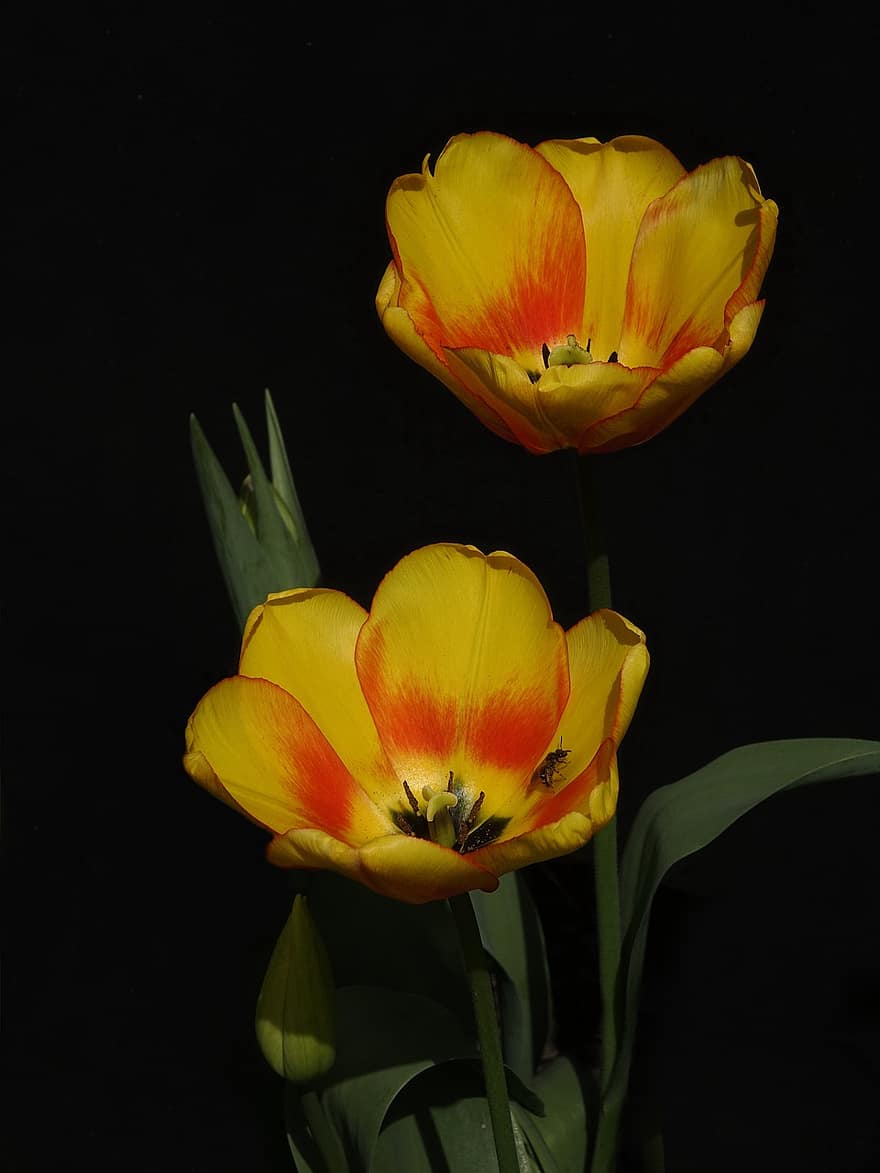 tavaszi, tulipán, sárga virágok, növénytan, növényvilág, kert