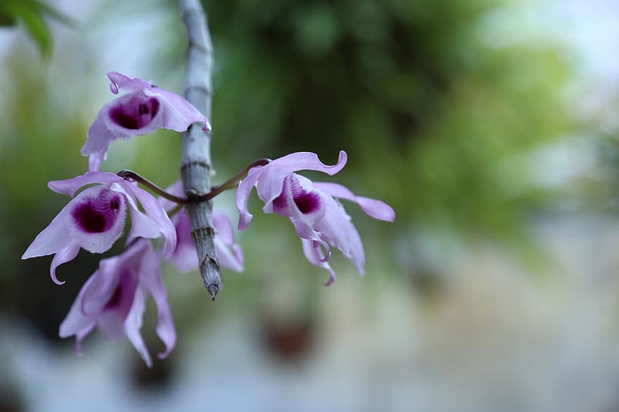 Dendrobium, Anosmum, Orchids, Flowers, Purple Flowers, Petals, Purple Petals, Bloom, Blossom, Flora, Nature