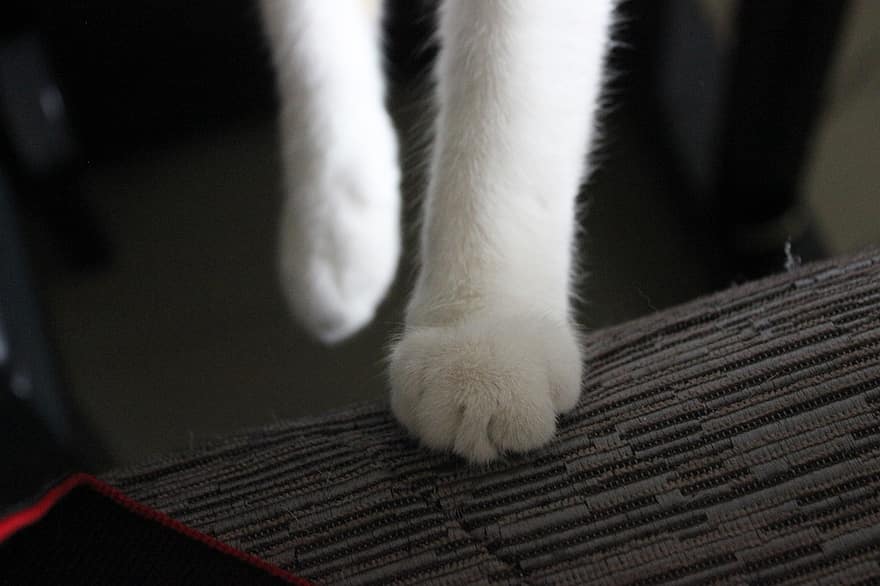 chân mèo, dễ thương