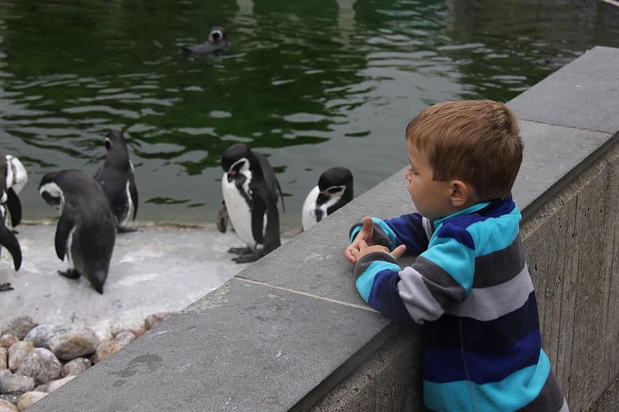 dierentuin, penguins, jongen, kind, bezoek, muur, water