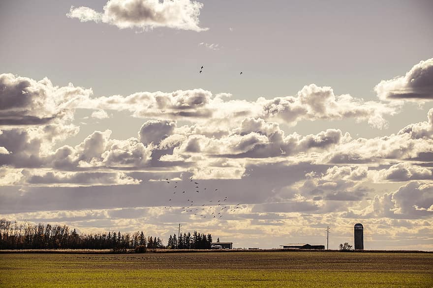 Farm, Field, Rural, Agriculture, Canola, Silo, Ranch, Cottage, House, Countryside, Landscape
