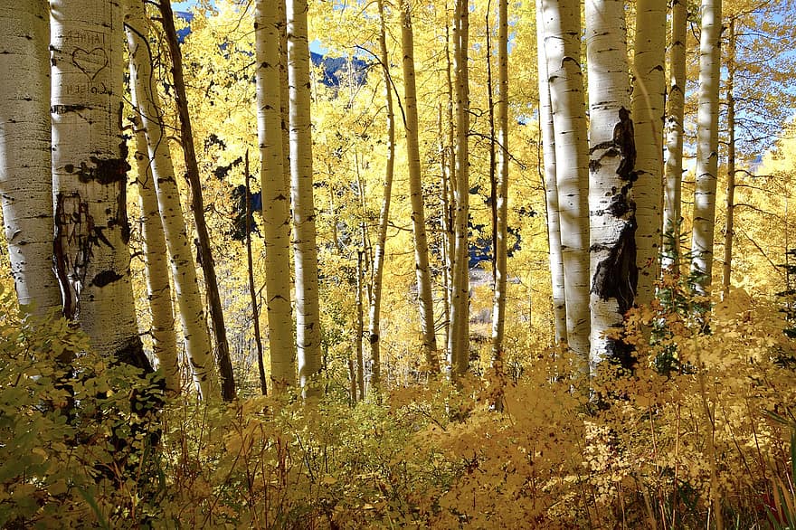 träd, skog, höst, falla, säsong, trän, vildmark, gul, blad, multi färgad, gren