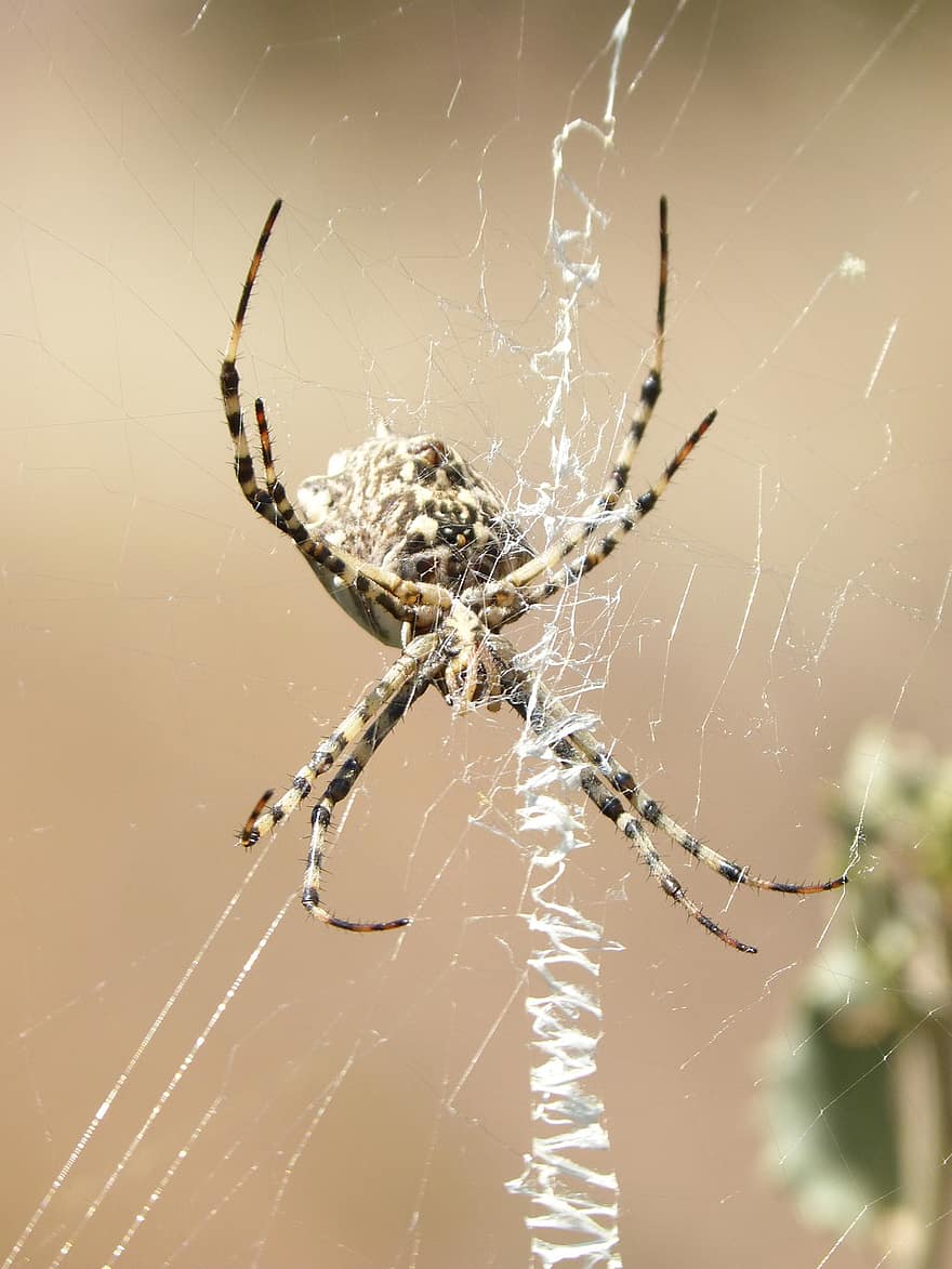 edderkop, spindelvæv, edderkoppespind, argiope lobata, arachnid, edderkoppesilke