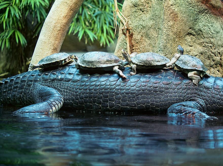 гавиал, крокодил, черепахи, животные, природа, рептилии